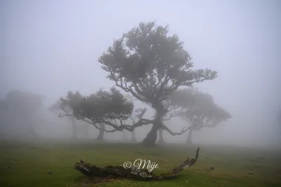 Misty forest in Madeira island, Portugal