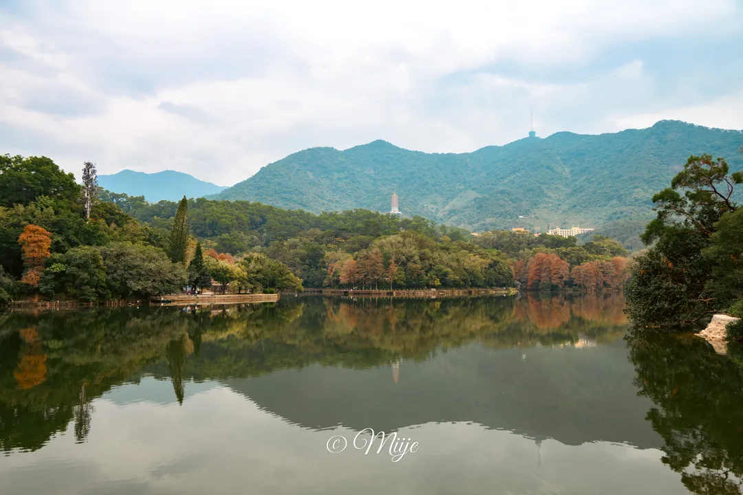 Shenzhen Fairy Lake Botanical Garden Cypress Cypress