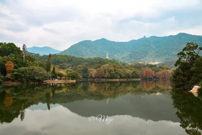 Shenzhen Fairy Lake Botanical Garden Cypress Cypress